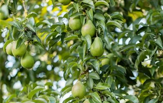 Pyrus communis 'Gräfin von Paris' Pyrus communis 'Gräfin von Paris'