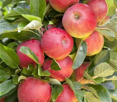 Malus domestica 'Elstar' Malus domestica 'Elstar'