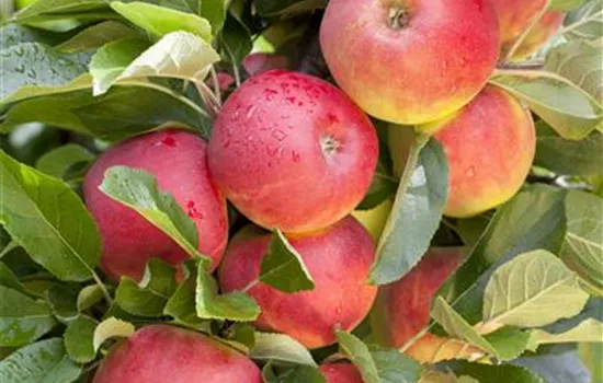 Malus domestica 'Elstar' Malus domestica 'Elstar'