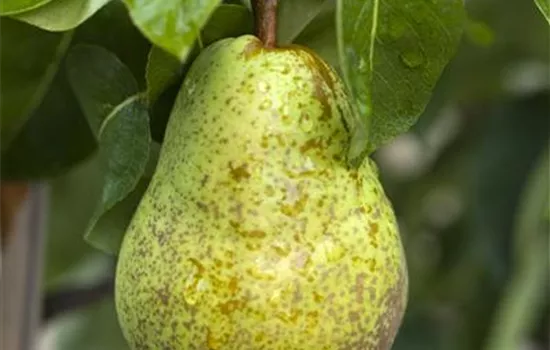 Pyrus communis 'Williams Christ'  Pyrus communis 'Williams Christ'