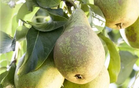 Pyrus communis 'Conference' Pyrus communis 'Conference'