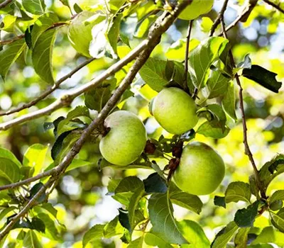 Malus 'Celler Dickstiel'/ 'Krügers Dickstiel'