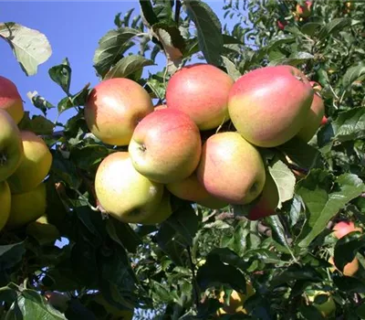 Malus 'Finkenwerder Herbstprinz' Malus 'Finkenwerder Herbstprinz'