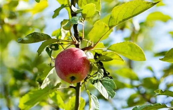 Malus 'Kaiser Wilhelm' Malus 'Kaiser Wilhelm'