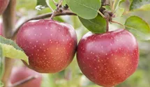 Apfel 'Jonagold' Apfel 'Jonagold'
