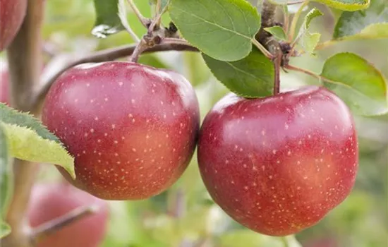 Malus 'Rote Sternrenette'