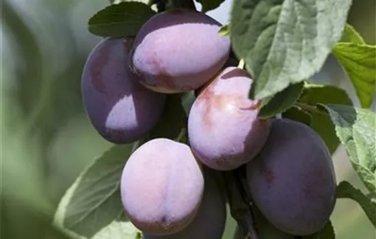 Prunus 'Wangenheimer Frühzwetsche' Prunus 'Wangenheimer Frühzwetsche'