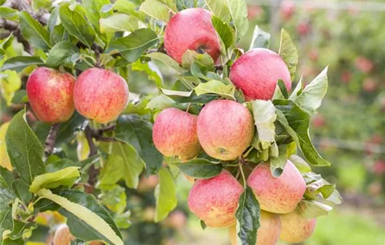 Malus 'Gravensteiner' Malus 'Gravensteiner'