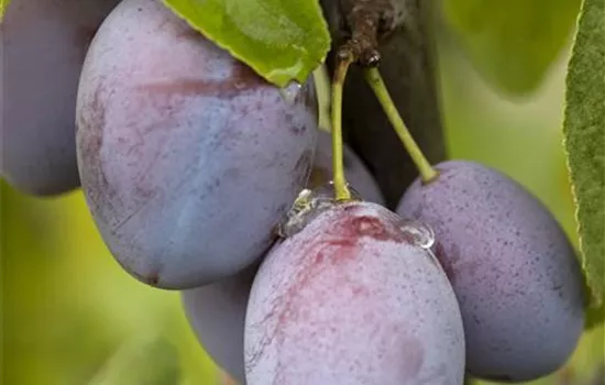 Prunus 'Hauszwetsche' Prunus 'Hauszwetsche'