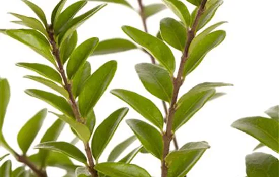 Lonicera nitida 'Maigrün' Lonicera nitida 'Maigrün'