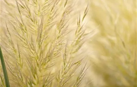 Cortaderia selloana 'Evita' ® Cortaderia selloana 'Evita' ®