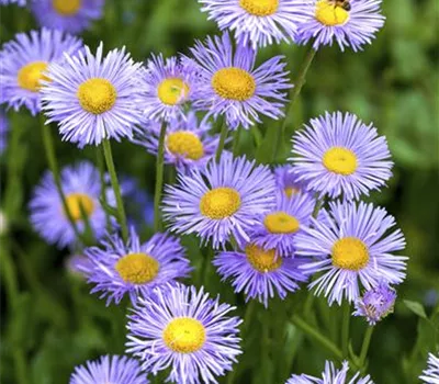 Aster dumosus 'Lady in Blue'