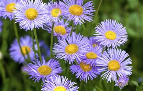 Aster dumosus 'Lady in Blue' Aster dumosus 'Lady in Blue'