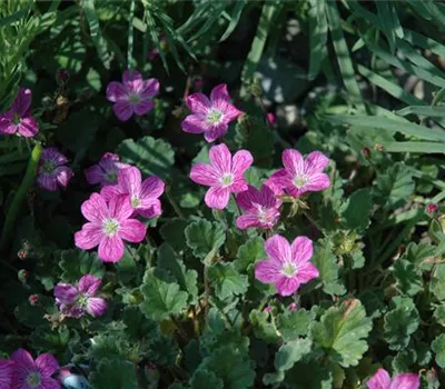 Erodium x variabile 'Bishop's Form'