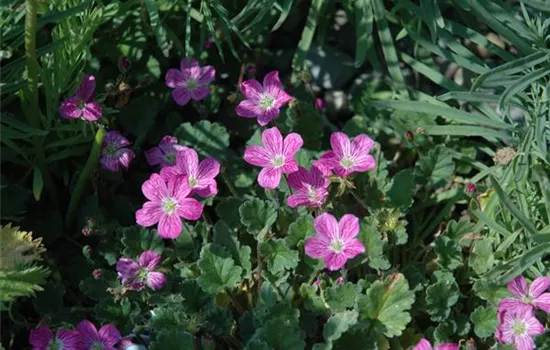 Erodium x variabile 'Bishop's Form'