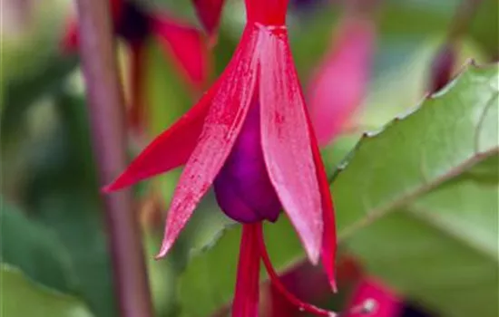 Fuchsia magellanica 'Mrs. Popple'