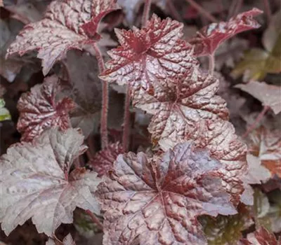 Heuchera micrantha 'Palace Purple'