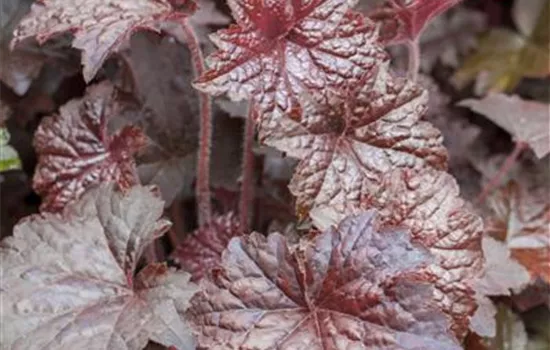 Heuchera micrantha 'Palace Purple' Heuchera micrantha 'Palace Purple'