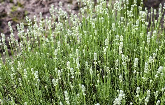 Lavandula angustifolia 'Arctic Snow' Lavandula angustifolia 'Arctic Snow'