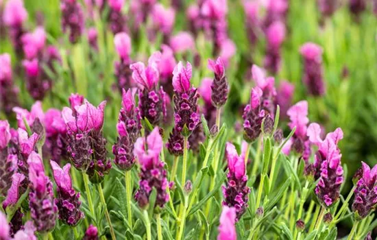 Lavandula stoechas 'Papillon' Lavandula stoechas 'Papillon'