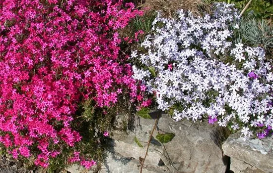 Phlox subulata 'Drummond Pink' Phlox subulata 'Drummond Pink'