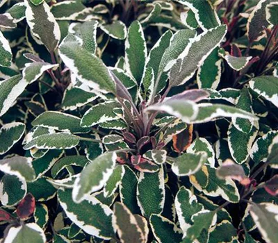 Salvia officinalis 'Tricolor'