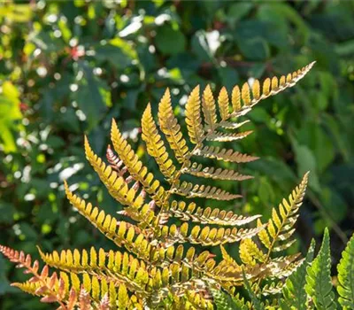 Dryopteris erythrosora var. prolifica Dryopteris erythrosora var. prolifica