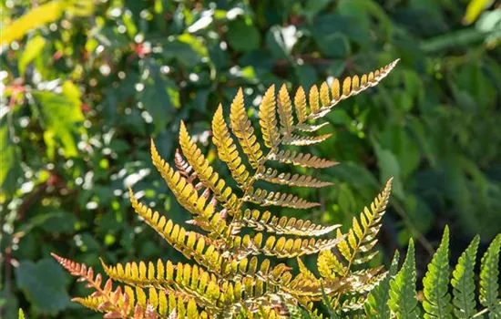 Dryopteris erythrosora var. prolifica Dryopteris erythrosora var. prolifica