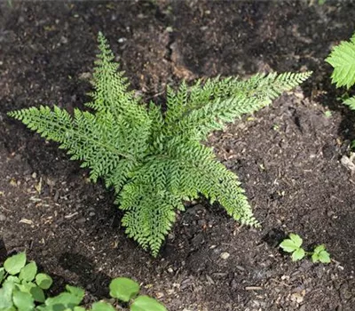 Polystichum setiferum 'Proliferum Herrenhausen' Polystichum setiferum 'Proliferum Herrenhausen'