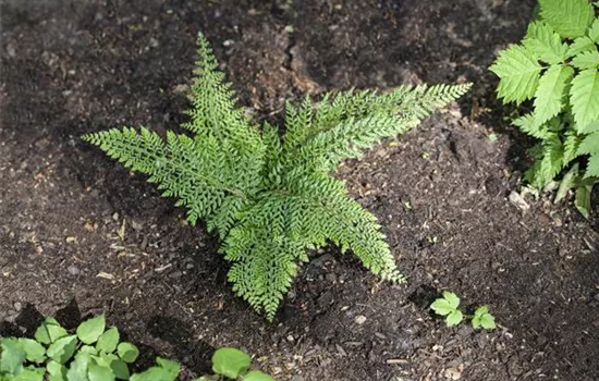 Polystichum setiferum 'Proliferum Herrenhausen'