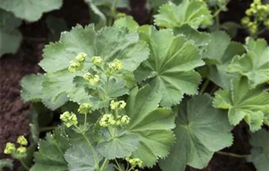 Alchemilla mollis Alchemilla mollis