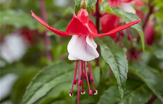 Fuchsia magellanica 'Lady Thumb'