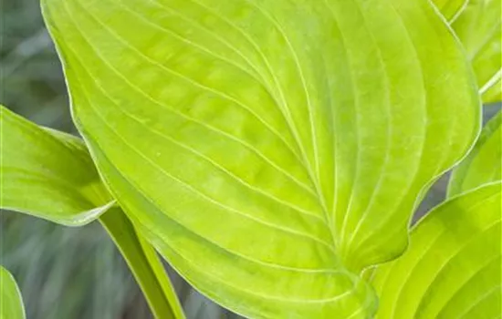 Hosta x cultorum 'Sum and Substance' Hosta x cultorum 'Sum and Substance'