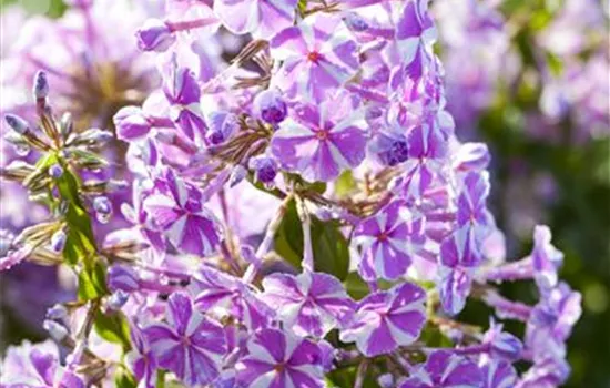 Phlox subulata 'Candy Stripes' Phlox subulata 'Candy Stripes'