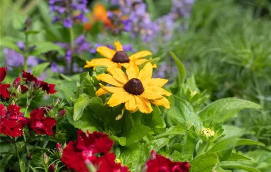 Rudbeckia hybrida SmileyZ™ 'Lemon' Rudbeckia hybrida SmileyZ™ 'Lemon'