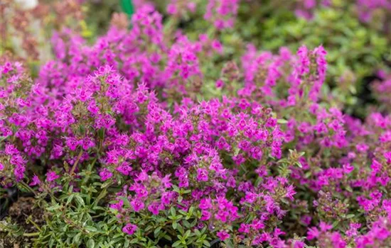 Thymus praecox 'Purple Beauty' Thymus praecox 'Purple Beauty'
