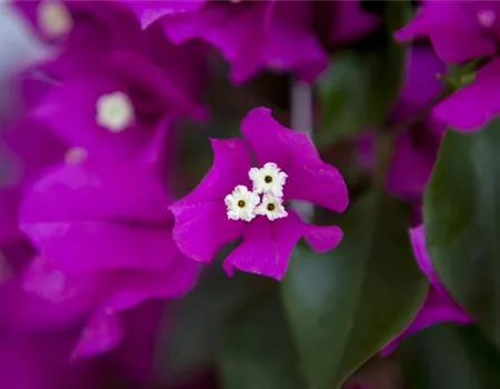 Bougainvillea – Die Wunderblume richtig pflegen