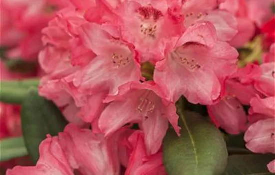 Rhododendron yakushimanum 'Sneezy' Rhododendron yakushimanum 'Sneezy'