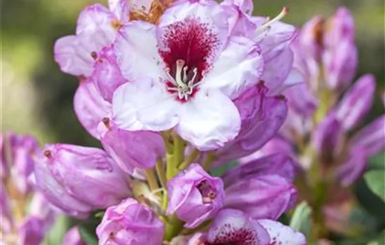 Rhododendron Hybride 'Cassata'  Rhododendron Hybride 'Cassata'