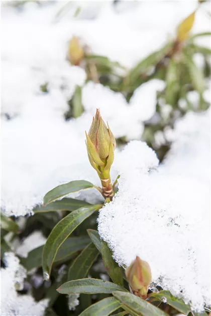 Rhododendron ponticum 'Graziella'