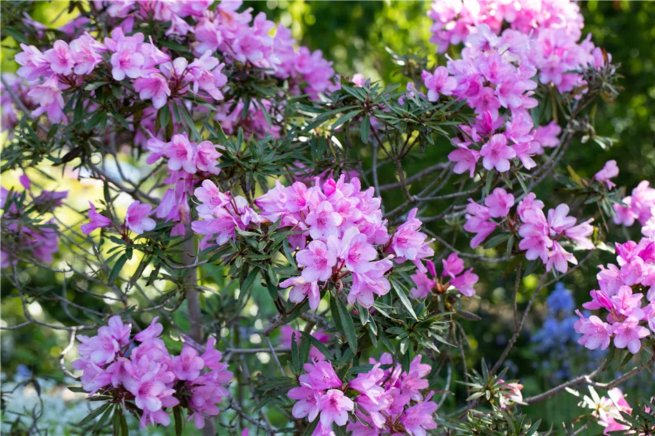 Rhododendron ponticum 'Graziella'