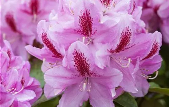 Rhododendron Hybride 'Furnivall's Daughter' Rhododendron Hybride 'Furnivall's Daughter'