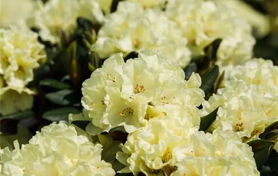 Rhododendron yakushimanum 'Bohlken's Laura' Rhododendron yakushimanum 'Bohlken's Laura'
