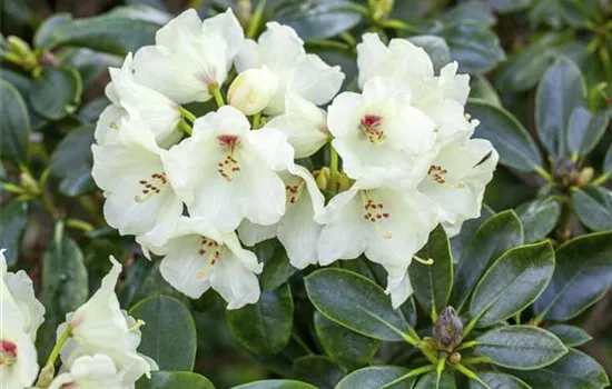 Rhododendron yakushimanum 'Flava' ® Rhododendron yakushimanum 'Flava' ®