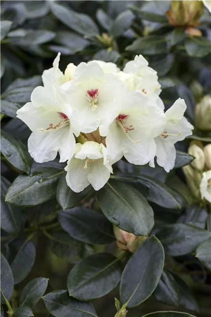 Rhododendron yakushimanum 'Flava'