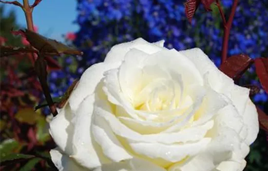 Rosa 'Memoire' ® Rosa 'Memoire' ®