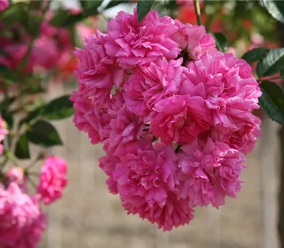 Rosa 'Super Dorothy' Rosa 'Super Dorothy'