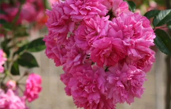 Rosa 'Super Dorothy' Rosa 'Super Dorothy'