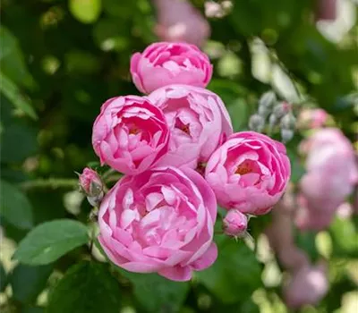 Rosa 'Raubritter' Rosa 'Raubritter'