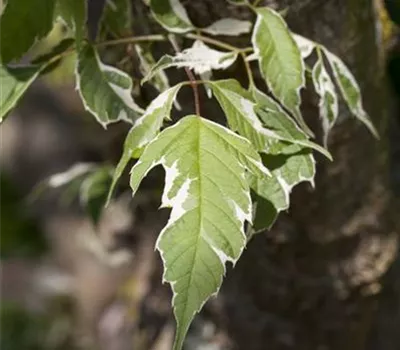 Acer negundo 'Variegatum' Acer negundo 'Variegatum'